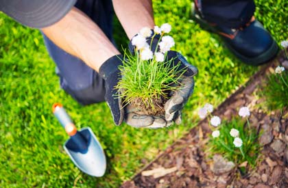 Lawn and store garden services